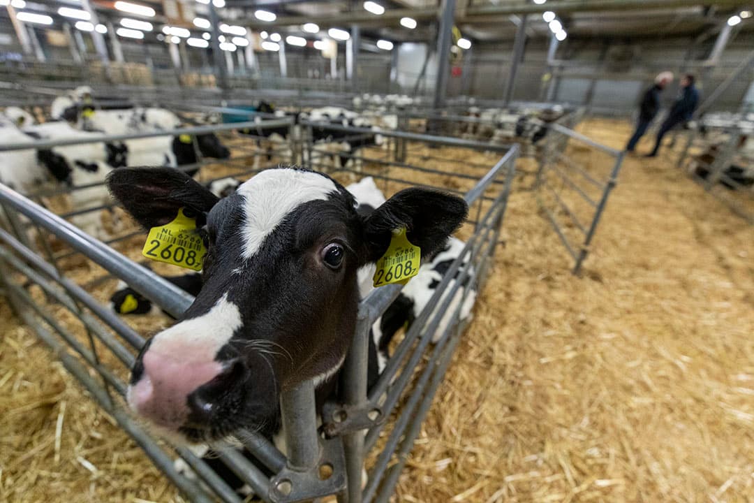 Lees in deze marktanalyse alles over de prijs van kalveren, inclusief informatie over de handel op de veemarkten.