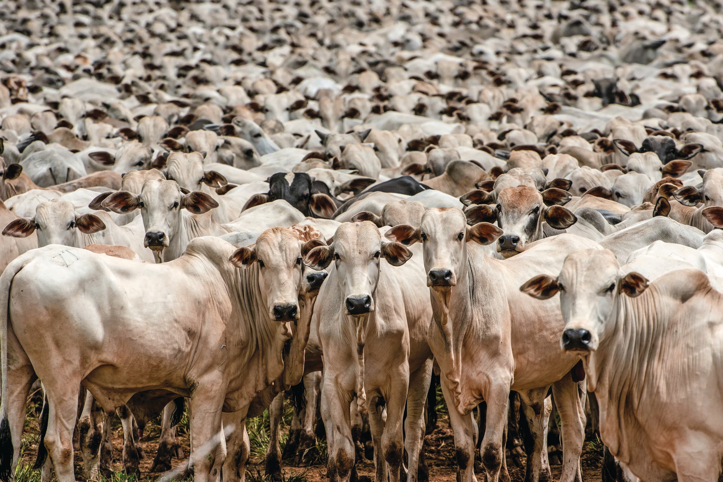 Brazilië staat niet op de nieuwe EU-lijst van landen die voldoen aan de eisen voor export van vlees en dierlijke producten. Foto: Boerderij
