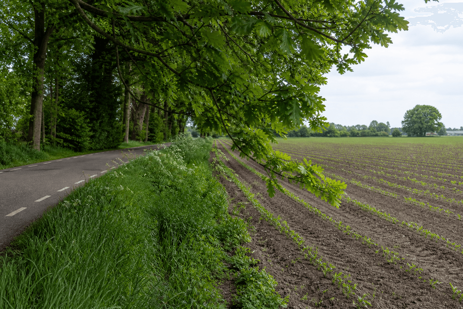 Overhangend groen langs een landbouwperceel kan schade en opbrengstverlies veroorzaken. Foto: Boerderij/AI