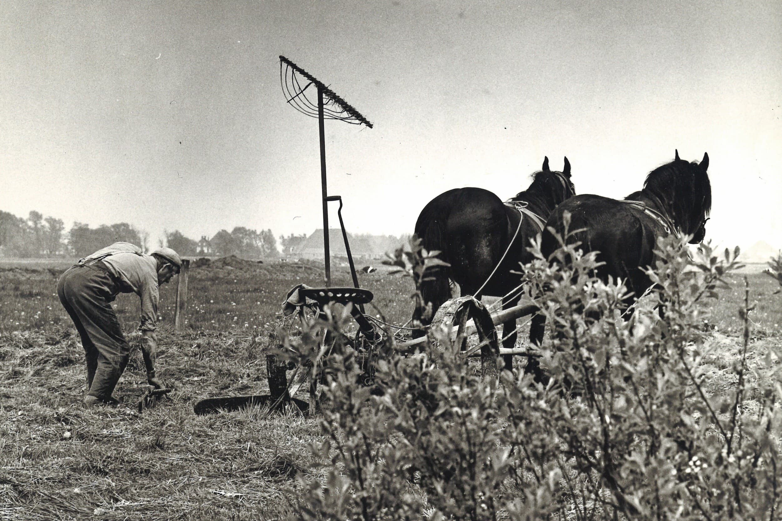 In het voorjaar van 1959 ontstonden grote verschillen in het land. In het Westen konden boeren nog een behoorlijke snede gras maaien. In het Oosten liep de opbrengst in mei al snel terug. Het zou voor hen een jaar worden met flinke droogteschade. Foto: Misset