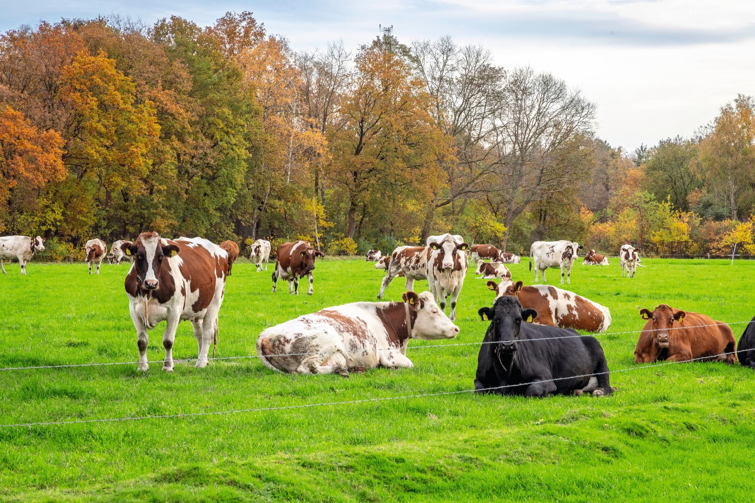 doelsturing Markemodel Gelderland