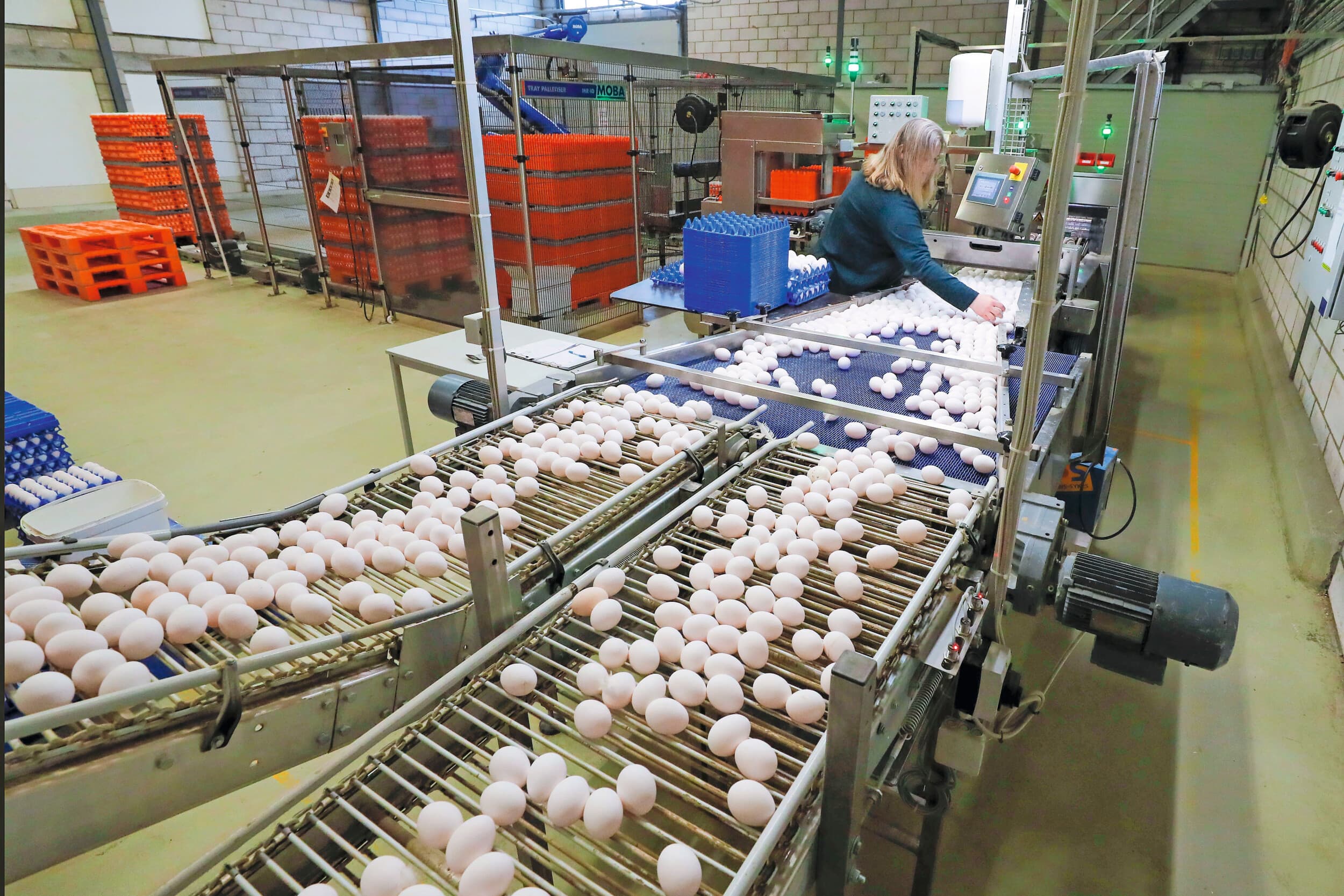 De internationale afzet van eieren is een zorgenpunt bij het invoeren van verplichte vaccinatie van legpluimvee tegen vogelgriep. Foto: Bert Jansen