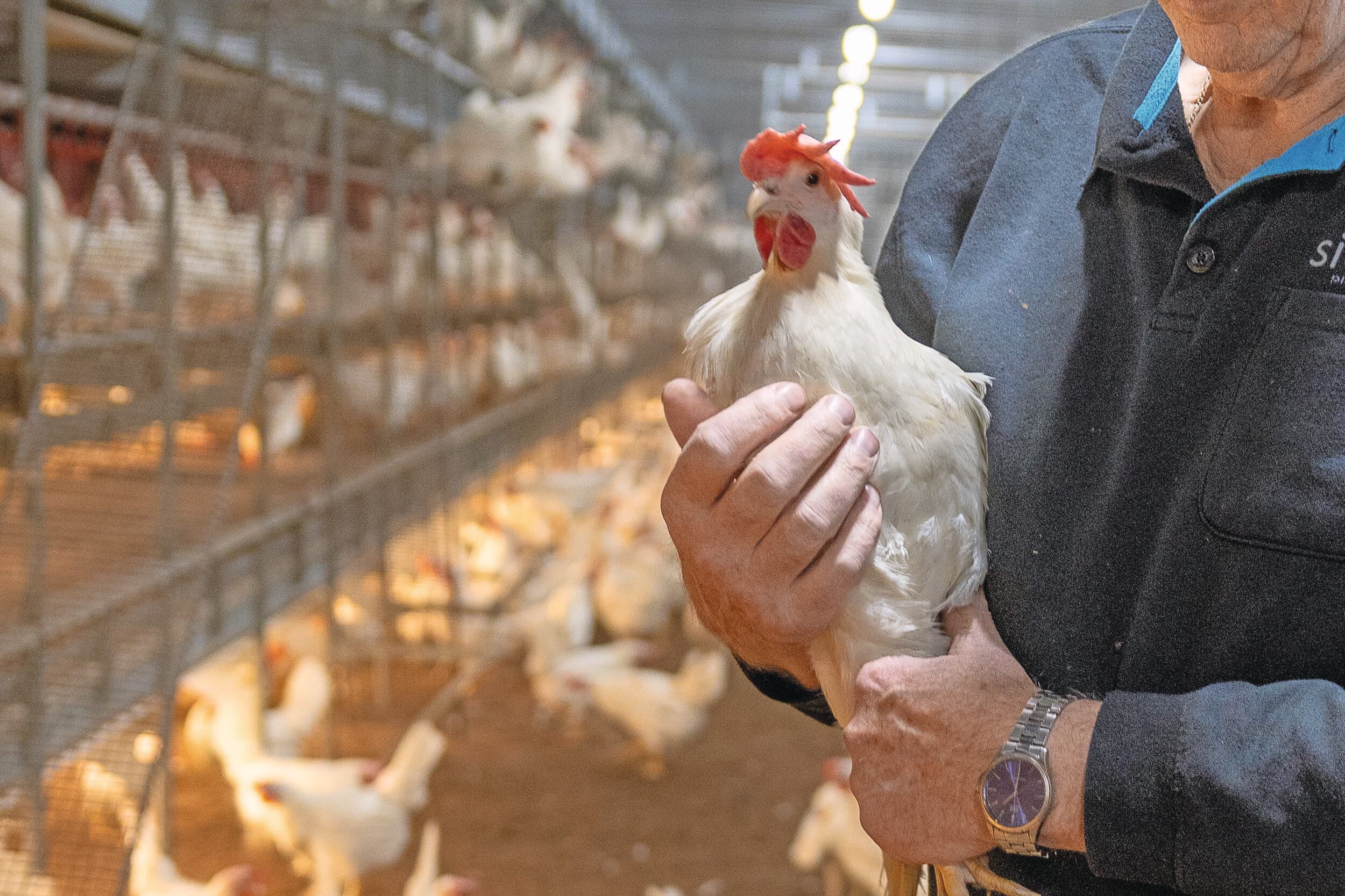 Een column over controles op het pluimveebedrijf, formele brieven en het belang van waardering voor controleurs. Foto ter illustratie. Foto: Peter Roek