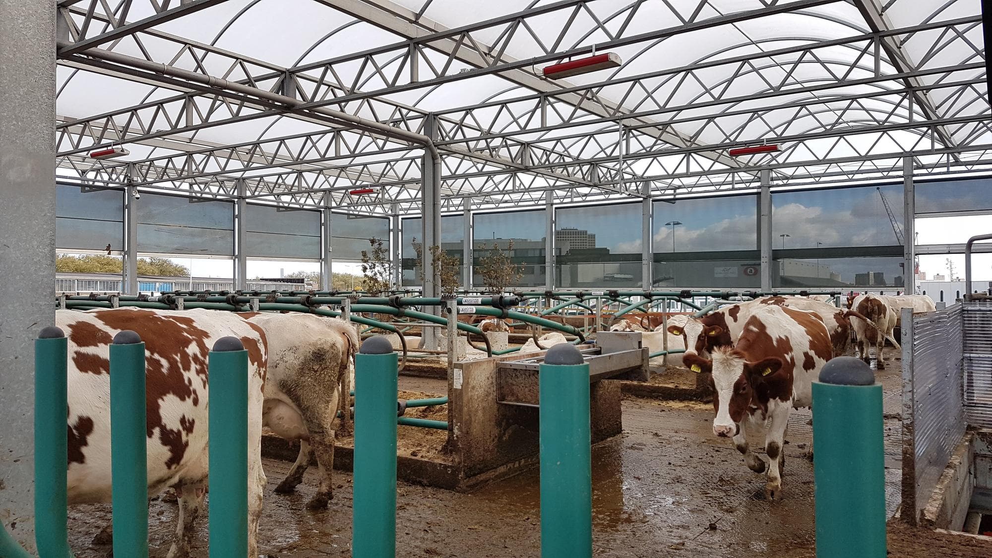 De koeien van de Floating Farm worden verkocht. Foto: Mariska Vermaas