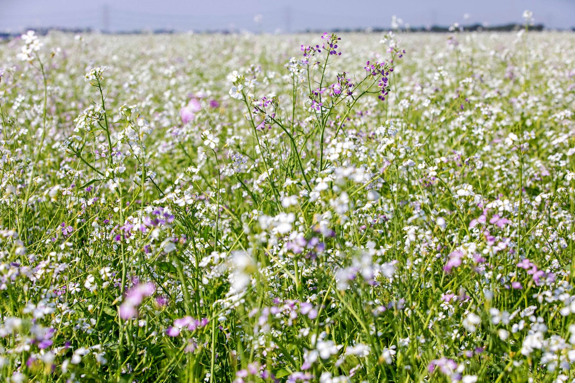 Een veld vol bladrammenas, een gewas dat wordt ingezet als groenbemester. Foto: Koos van der Spek