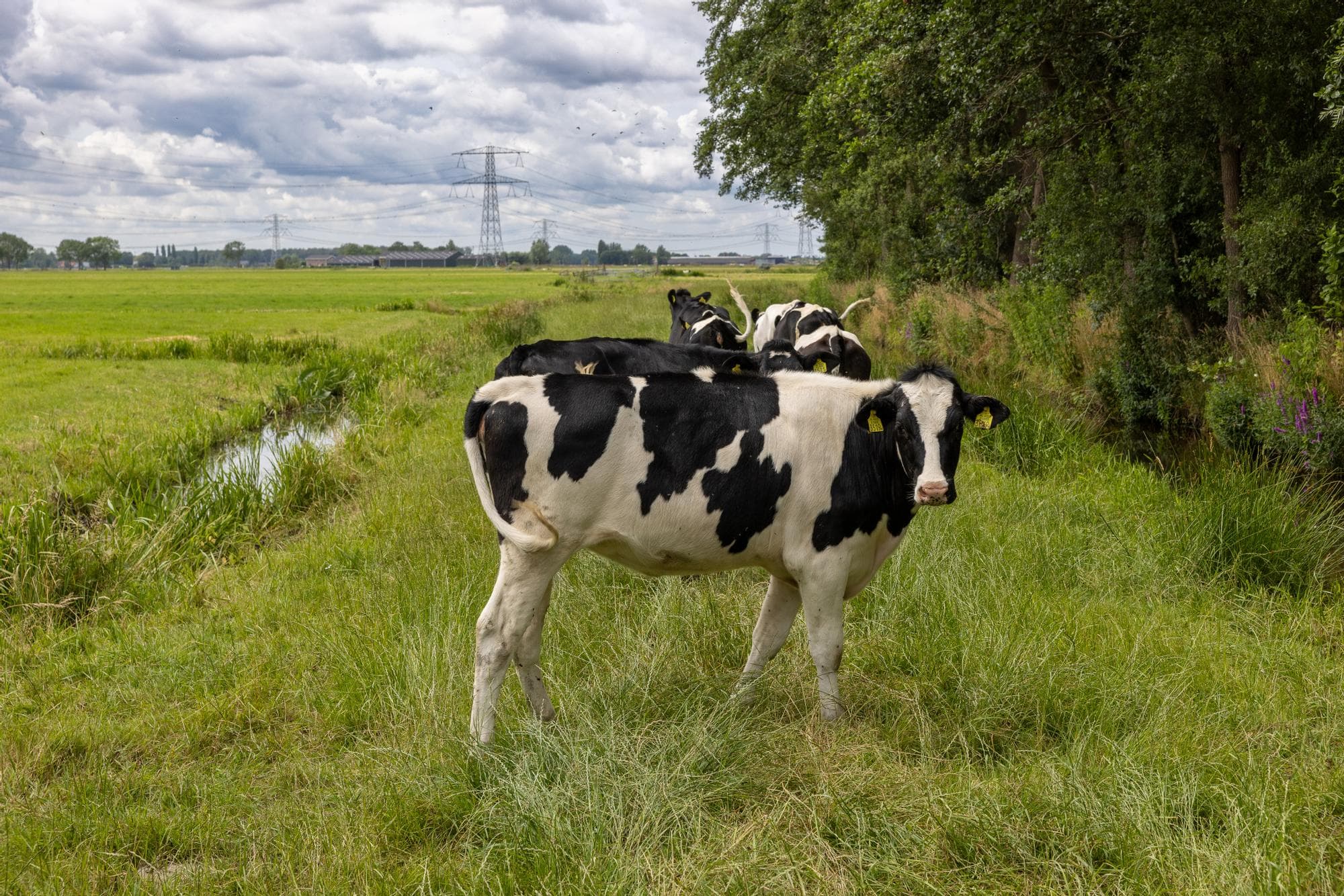 Foto: Peter Roek