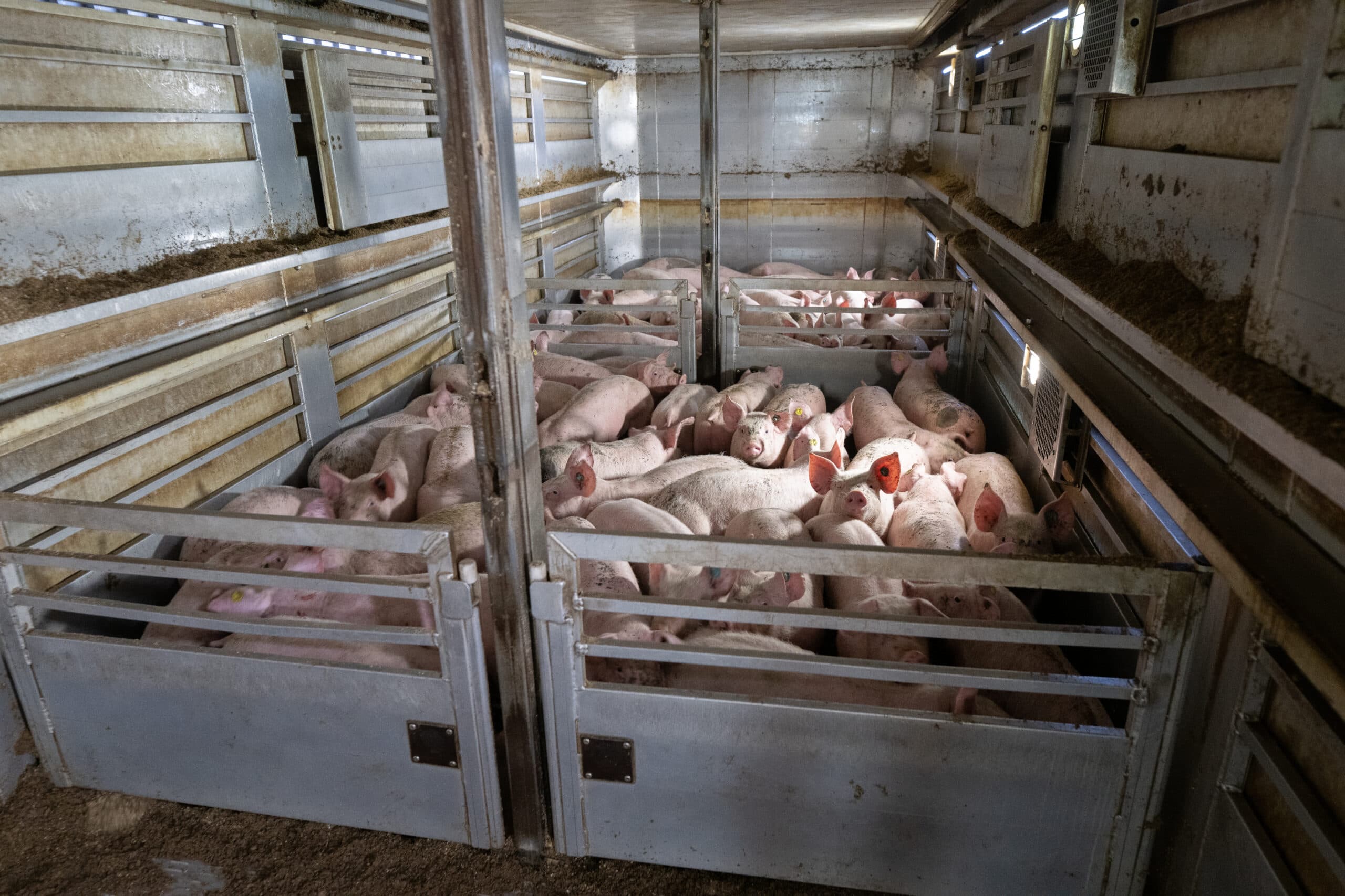 Biggen prijzen lopen op
