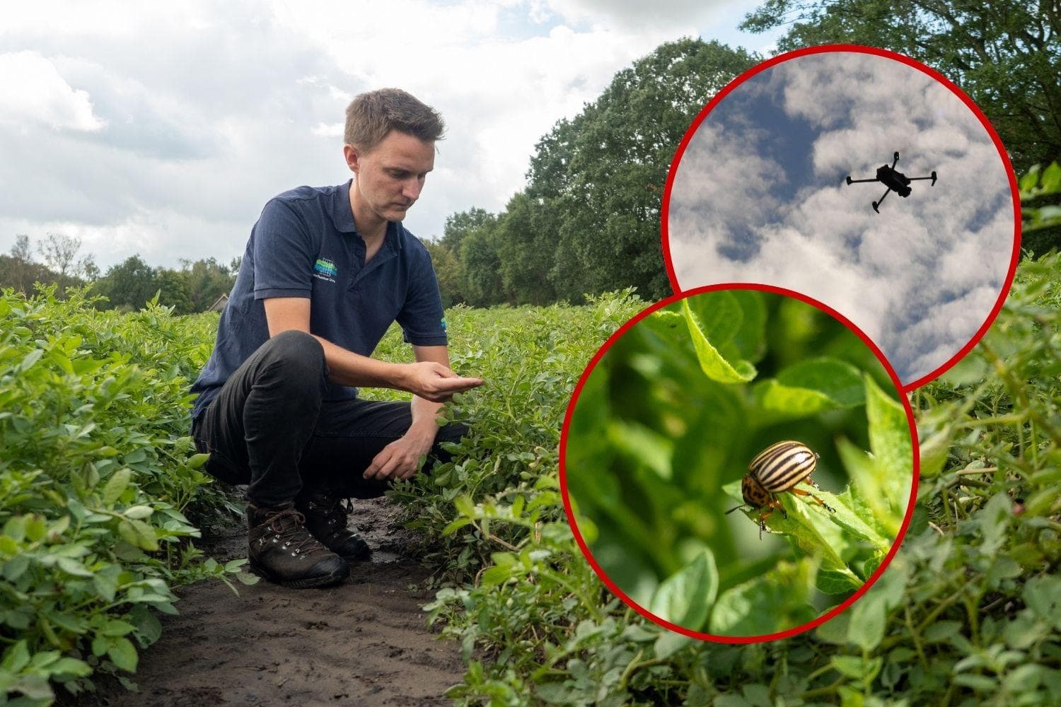 bestrijding coloradokever aardappelen