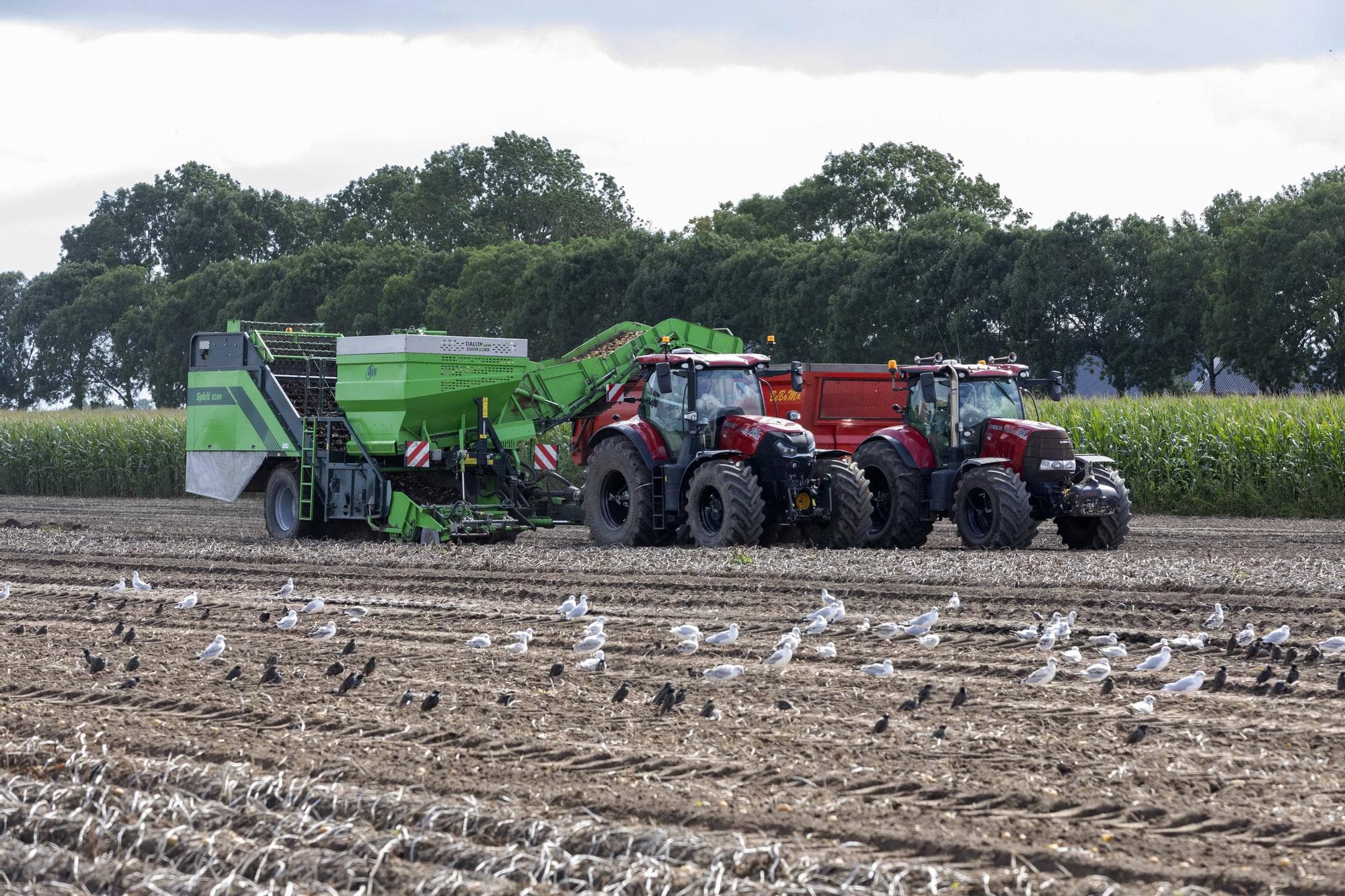 Dit jaar zijn de verschillen in opbrengsten van consumptieaardappelen tussen regio’s erg groot. Op 23 augustus wordt het vroege consumptieaardappelras Colomba gerooid in Zuidbroek (Gr.). “Wij hebben een keer beregend. Vaker was niet nodig, omdat we toch steeds wel wat regen hadden”, zegt Anne-Willem Dallinga, die tevreden is over de opbrengst. Foto: Koos van der Spek