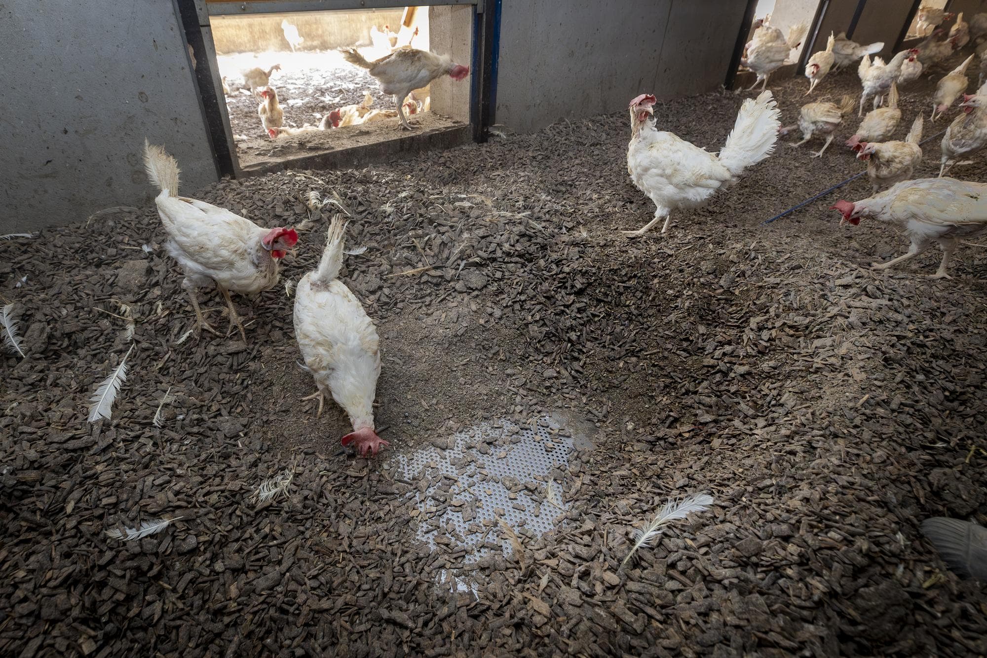 salmonella pluimvee