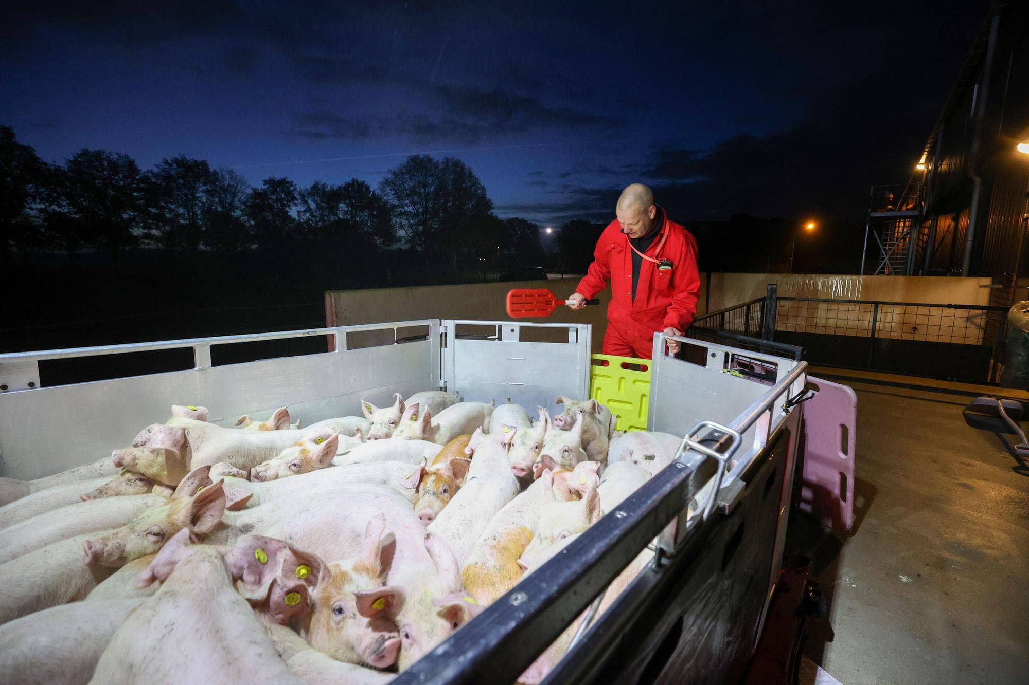 Met name in de zeugenhouderij is 2026 een slecht jaar. Vleesvarkenshouders beuren weliswaar veel minder voor hun slachtrijpe dieren, maar leggen ook veel goedkopere biggen op dan twee jaar geleden. Foto: Bert Jansen
