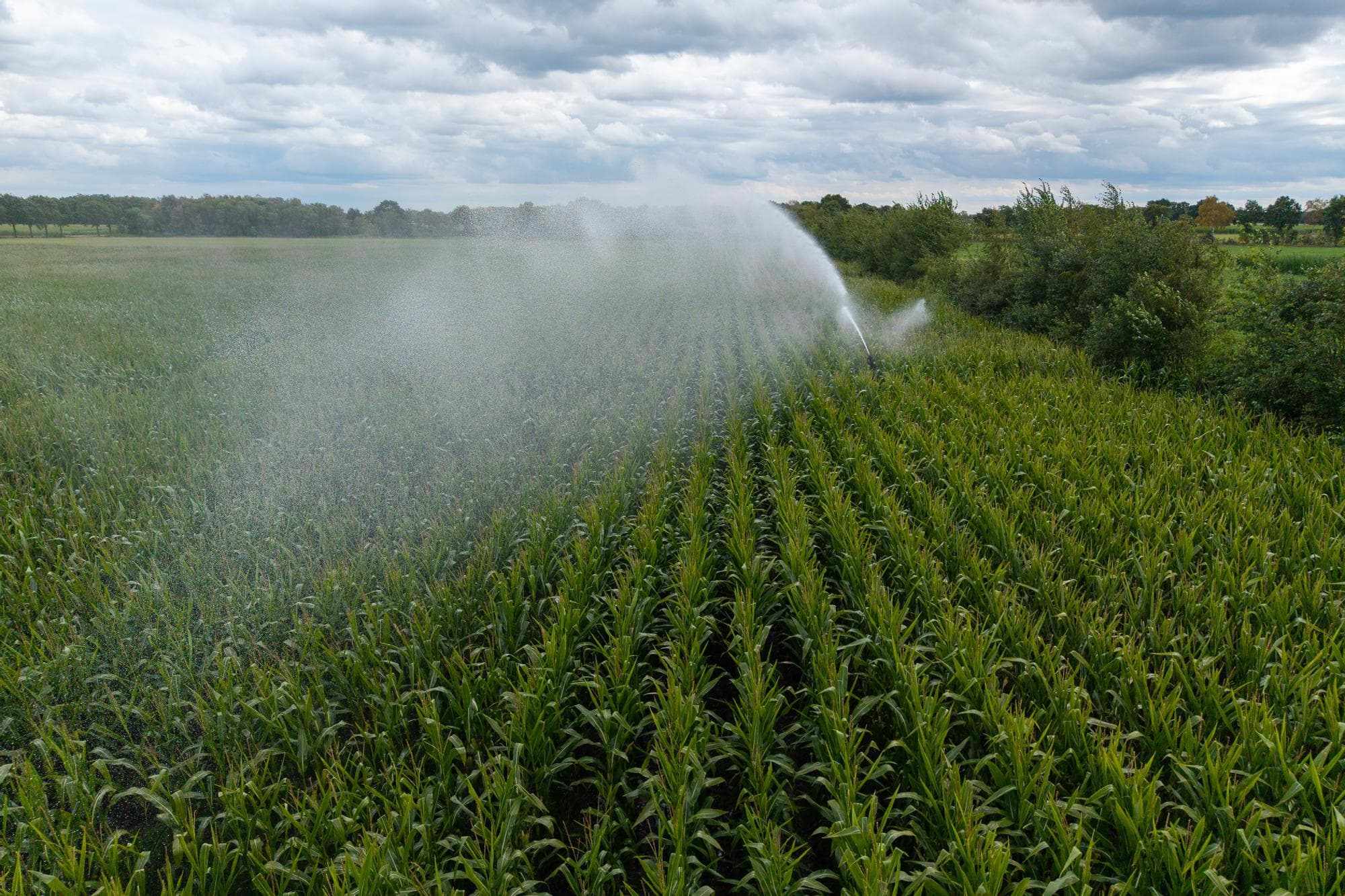 In Nederland, maar ook in België en Luxemburg zag Gonja Hospers gevolgen van de droogte. Foto: Peter Roek